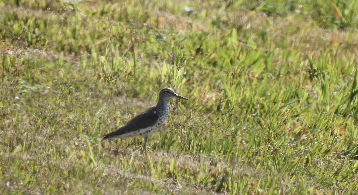 Spotted Sandpiper - ML639114425