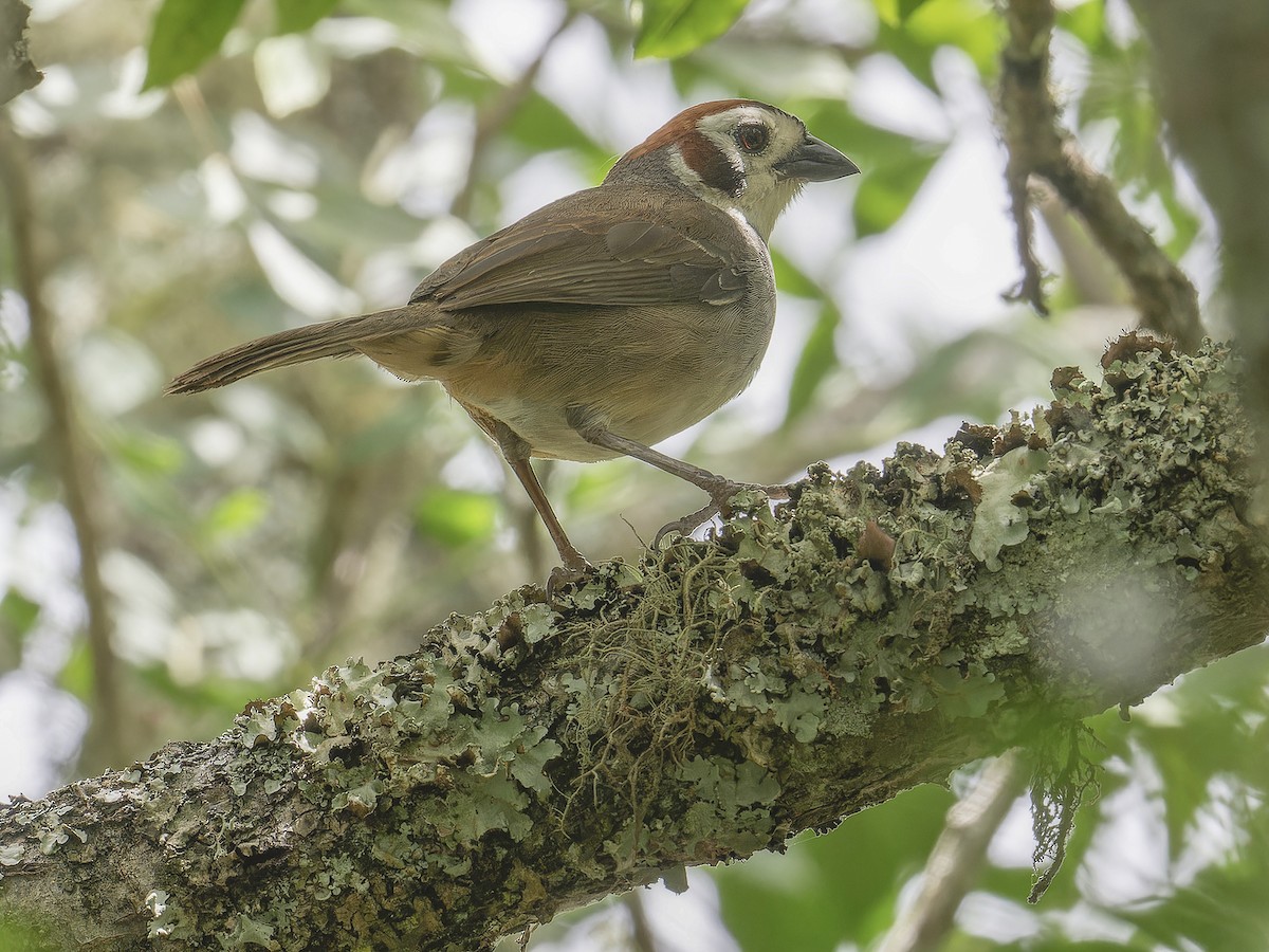 White-faced Ground-Sparrow - ML639114432