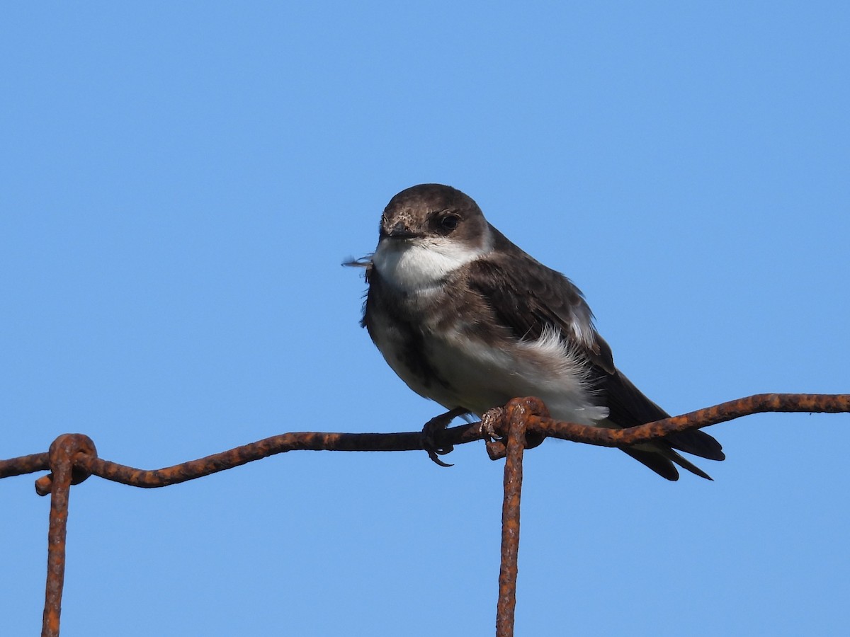 Bank Swallow - ML639114444