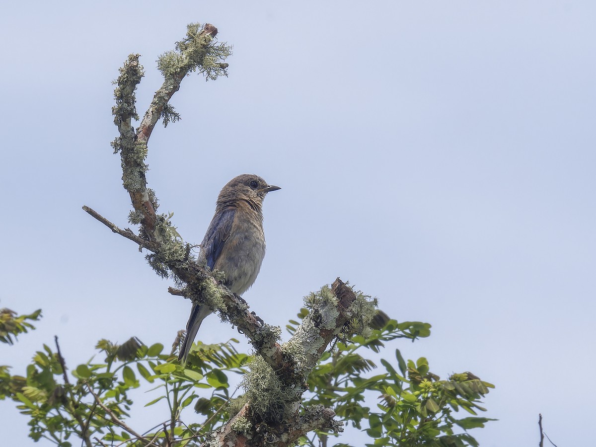 Eastern Bluebird - ML639114463