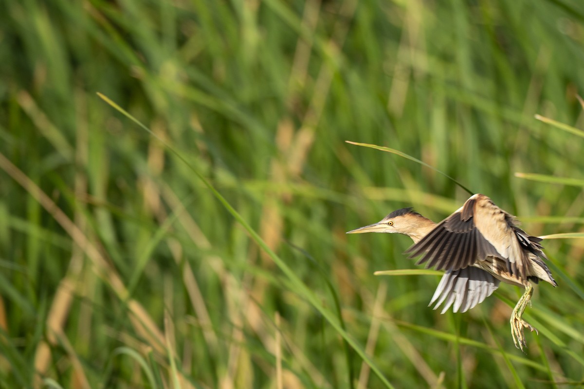 Little Bittern - ML639114502