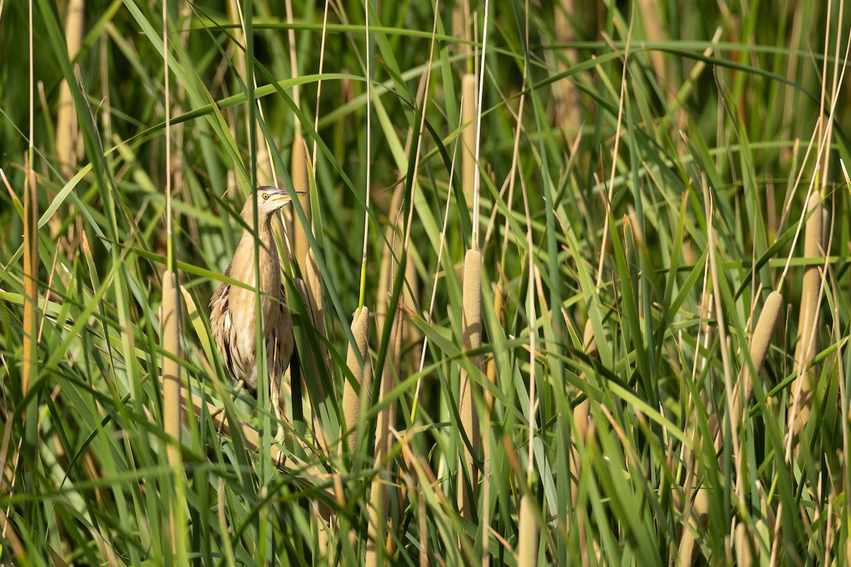 Little Bittern - ML639114505