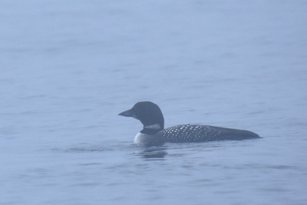 Common Loon - ML639114579