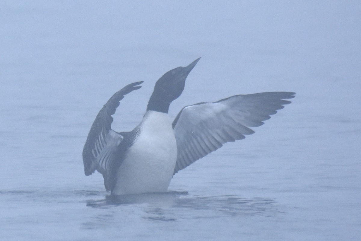 Common Loon - ML639114584