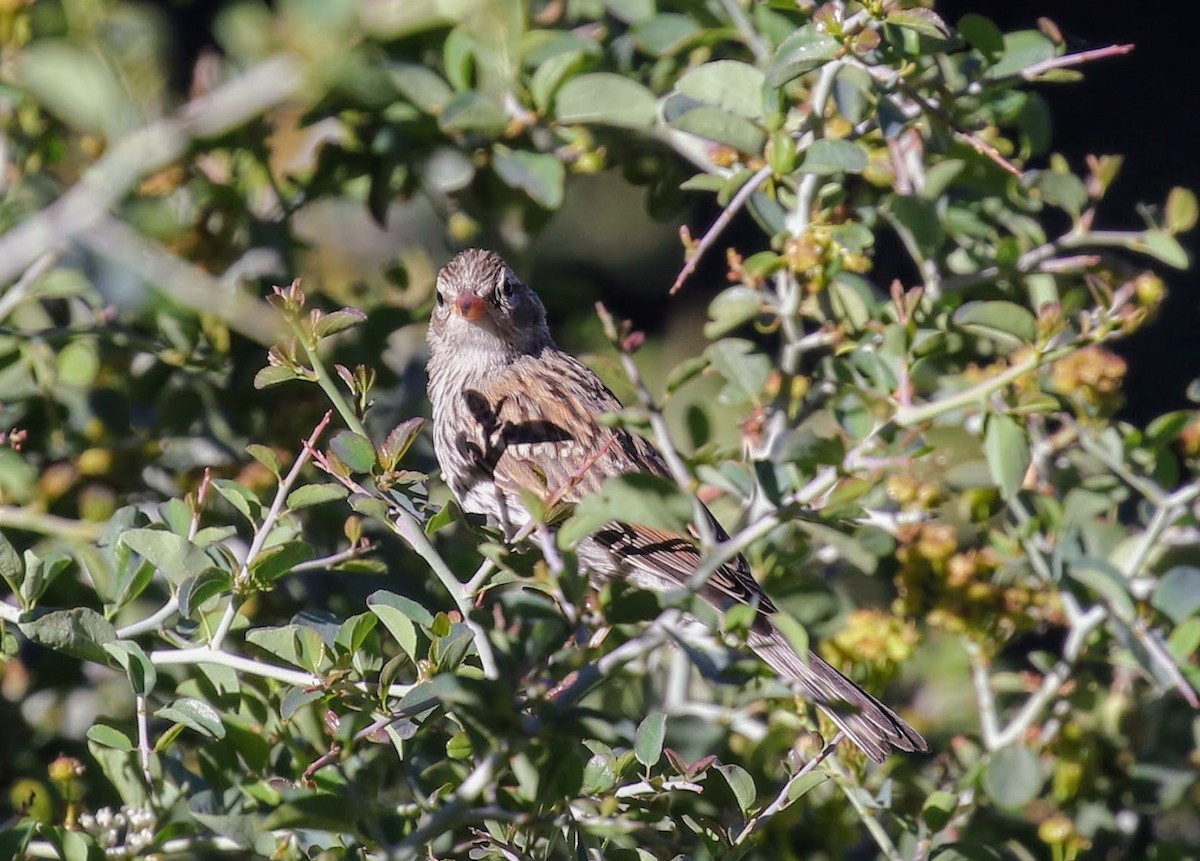 Chipping Sparrow - ML63911461