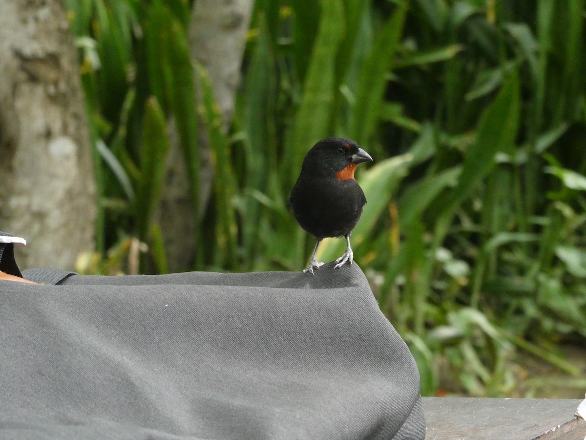 Lesser Antillean Bullfinch - ML639114639