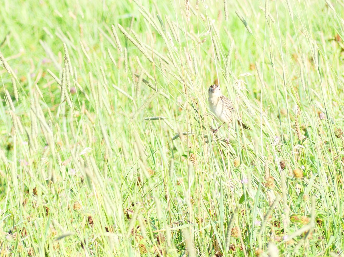 Bobolink - ML639114656