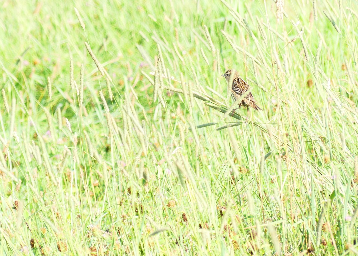 Bobolink - ML639114669