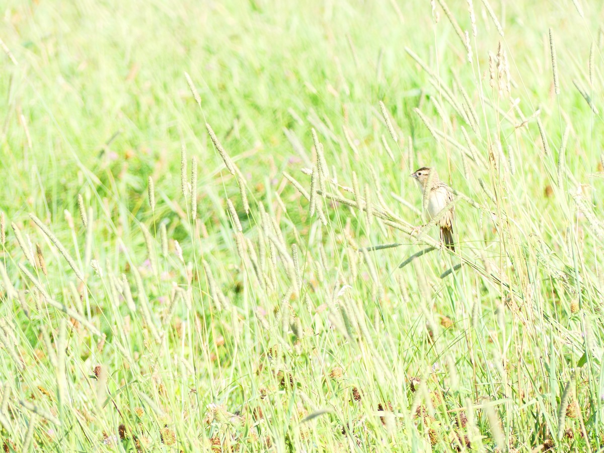 Bobolink - ML639114677