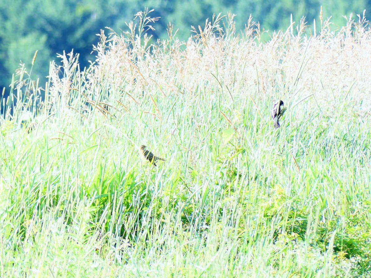 Bobolink - ML639114680