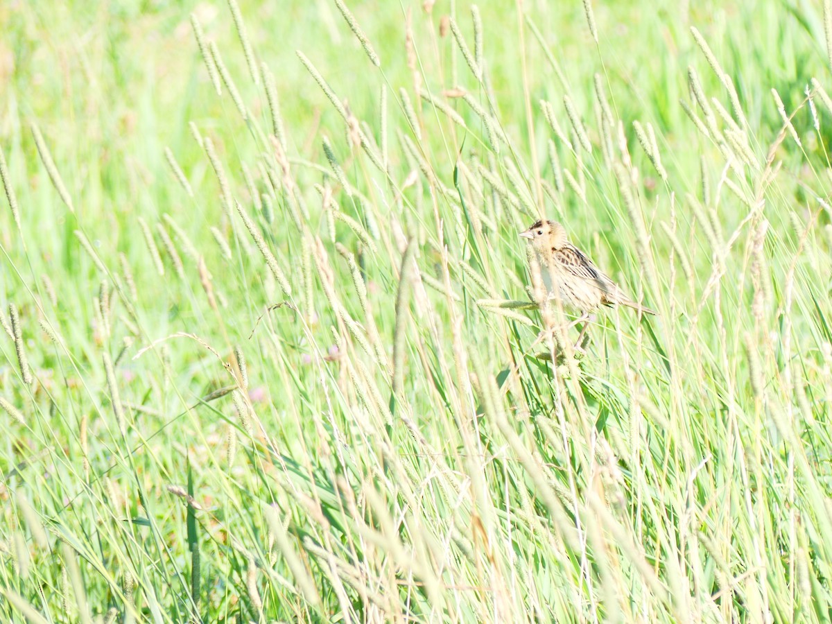 Bobolink - ML639114686