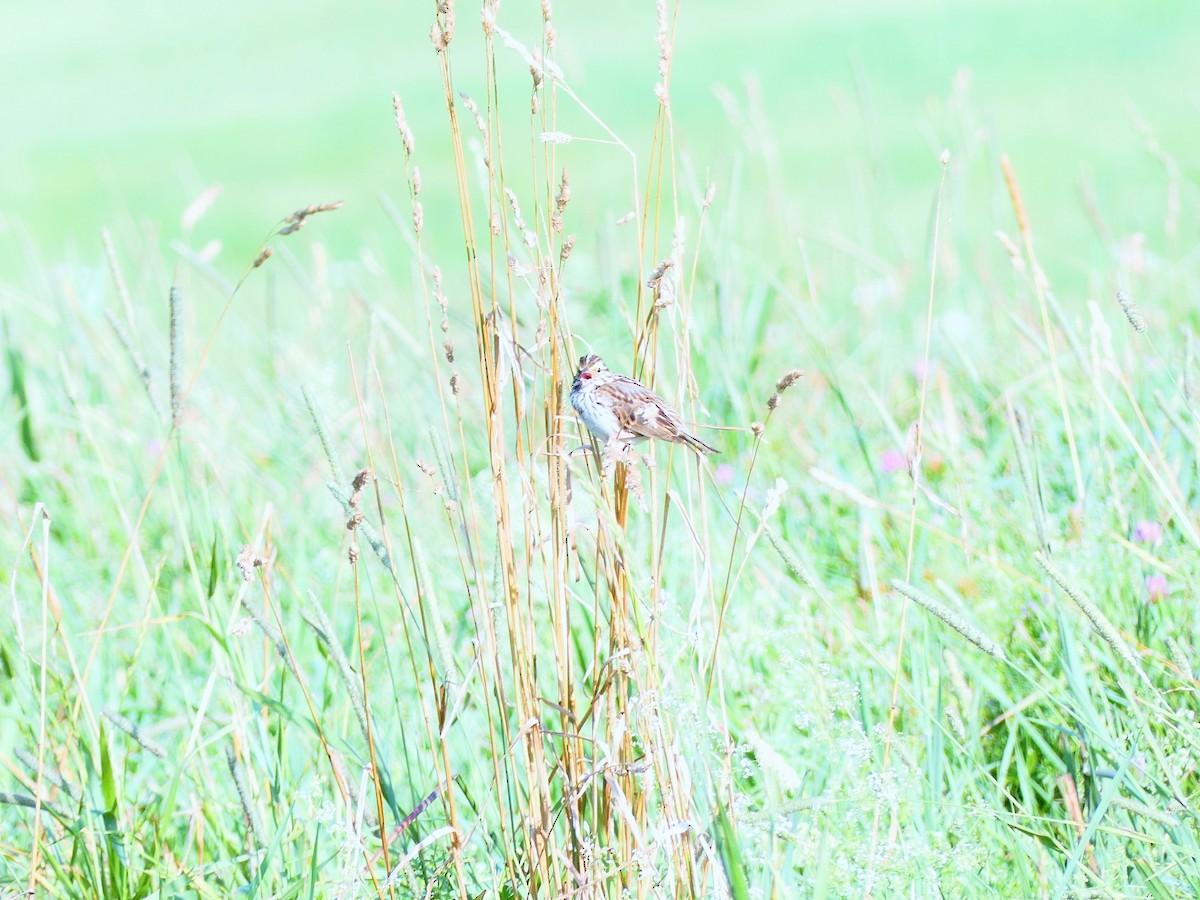 Savannah Sparrow - ML639114690