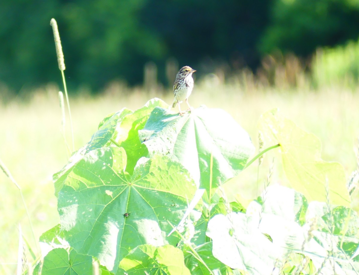 Savannah Sparrow - ML639114698