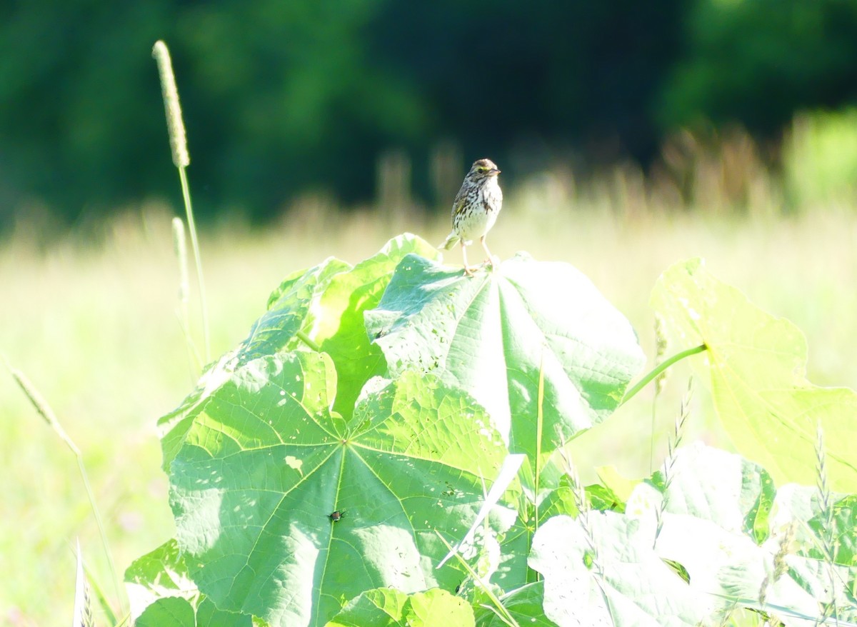 Savannah Sparrow - ML639114703