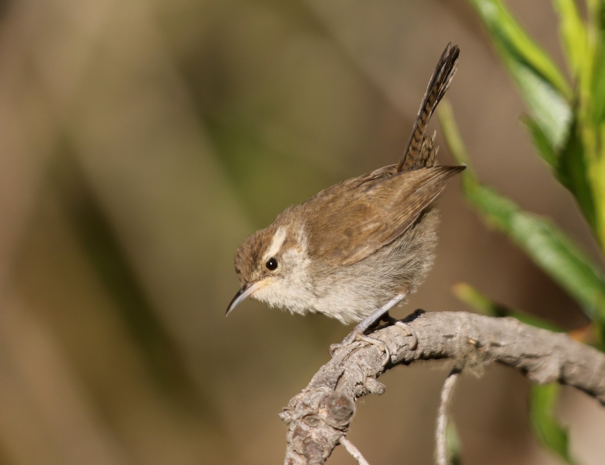 Bewick's Wren - ML63911471