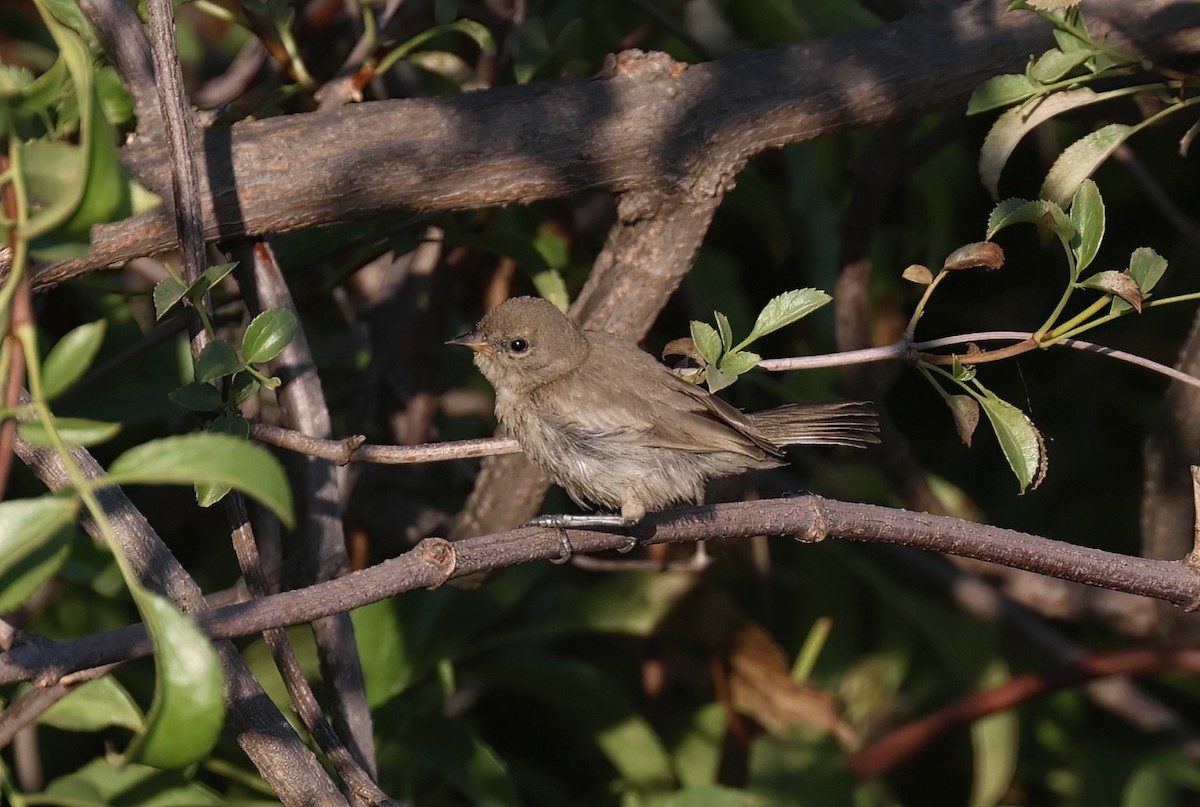 Verdin - ML639114748