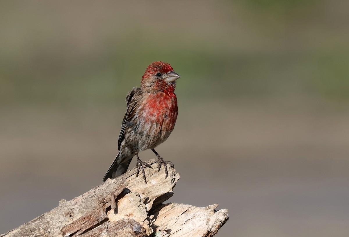 House Finch - ML639114757