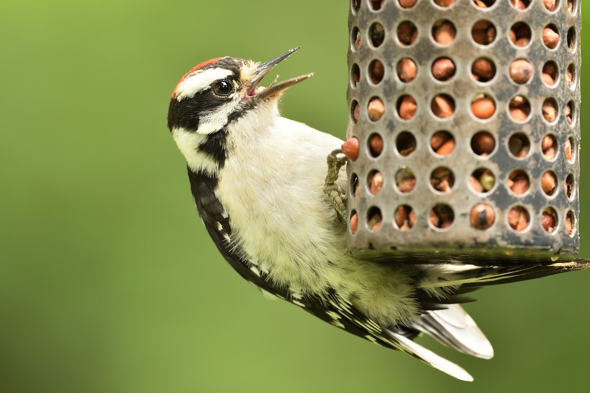 Downy Woodpecker - ML639114886