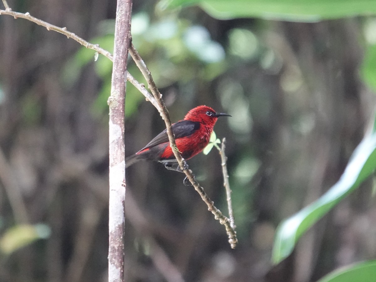 Cardinal Myzomela - ML639115043