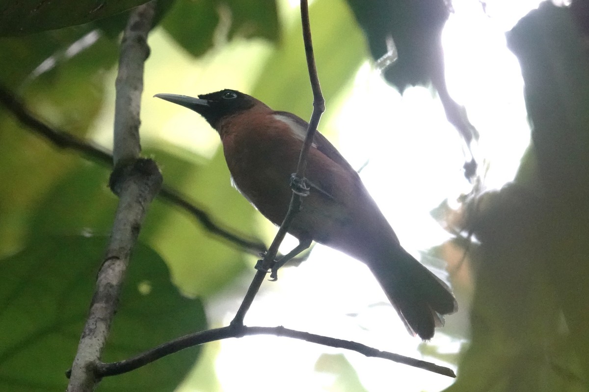 Rennell Shrikebill - ML639115060