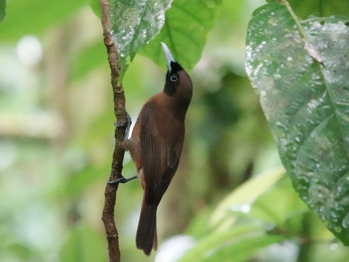 Rennell Shrikebill - ML639115064