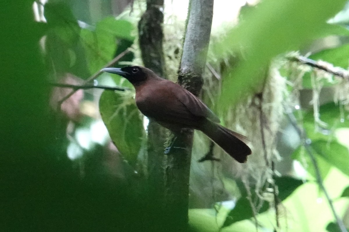 Rennell Shrikebill - ML639115065