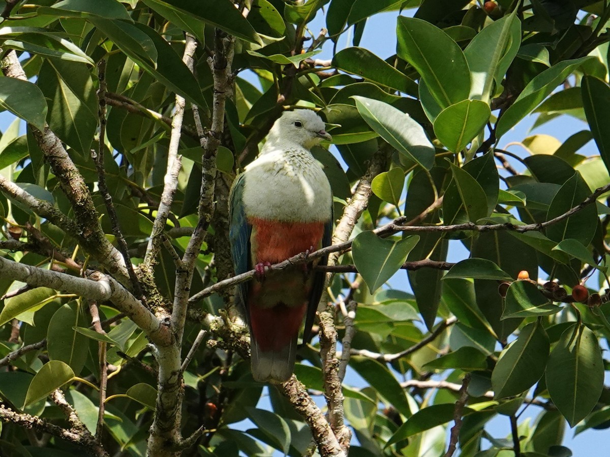 Silver-capped Fruit-Dove - ML639115209