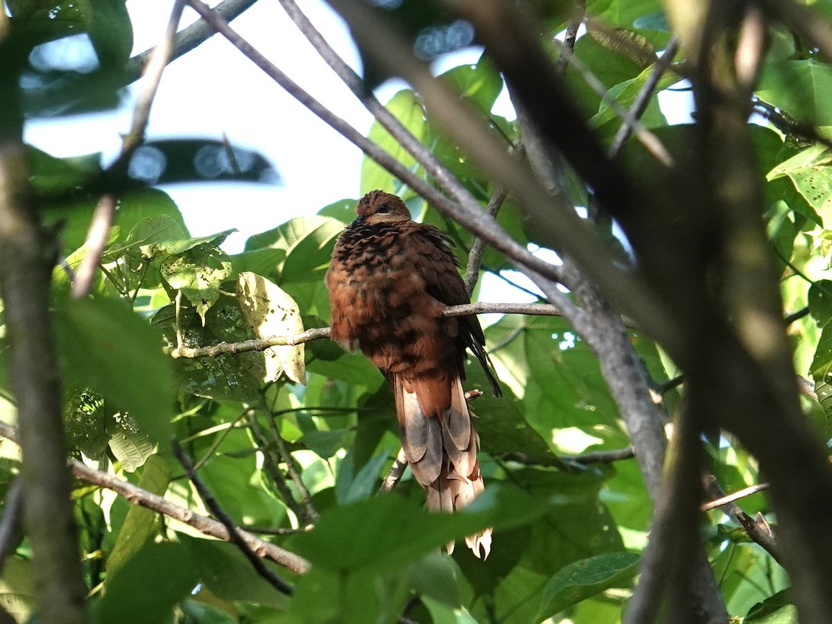 Spot-breasted Cuckoo-Dove - ML639115213