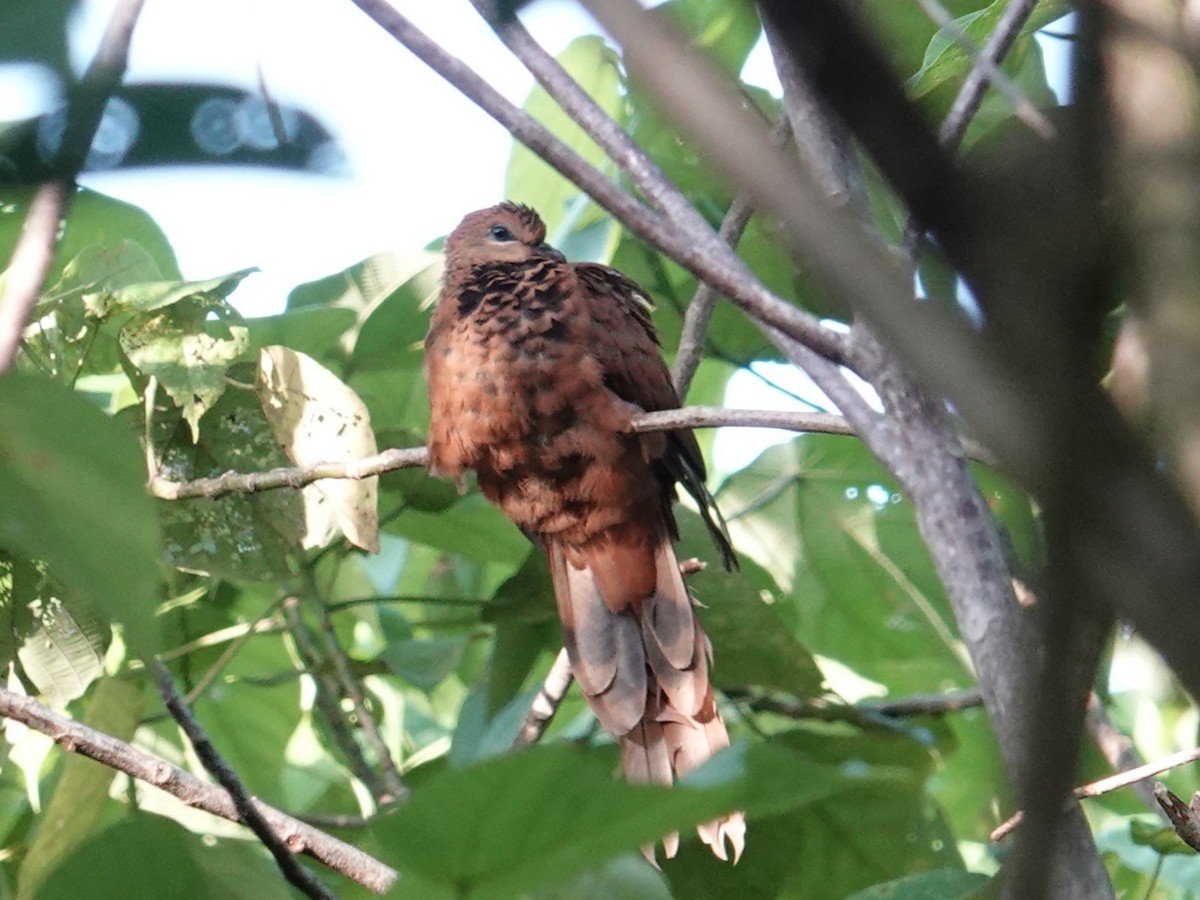 Spot-breasted Cuckoo-Dove - ML639115217