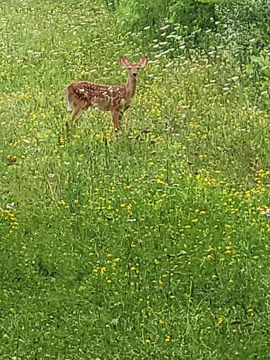 Animals - ML639115262