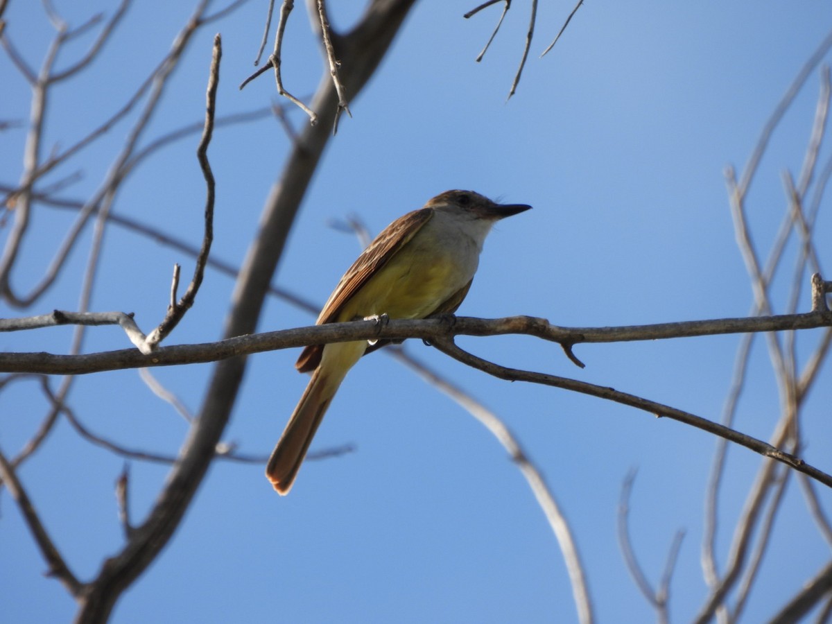Brown-crested Flycatcher - ML639115330