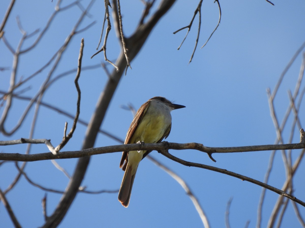 Brown-crested Flycatcher - ML639115331