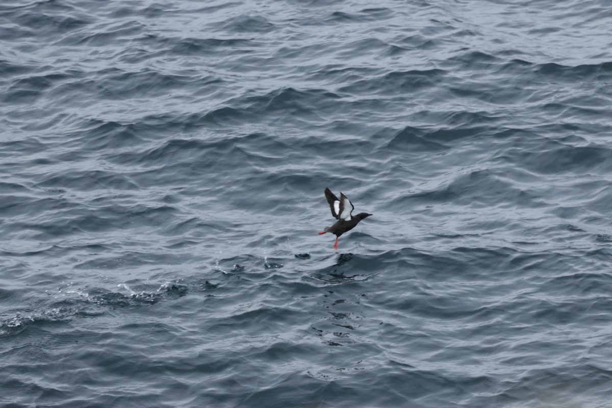 Guillemot à miroir - ML639115343