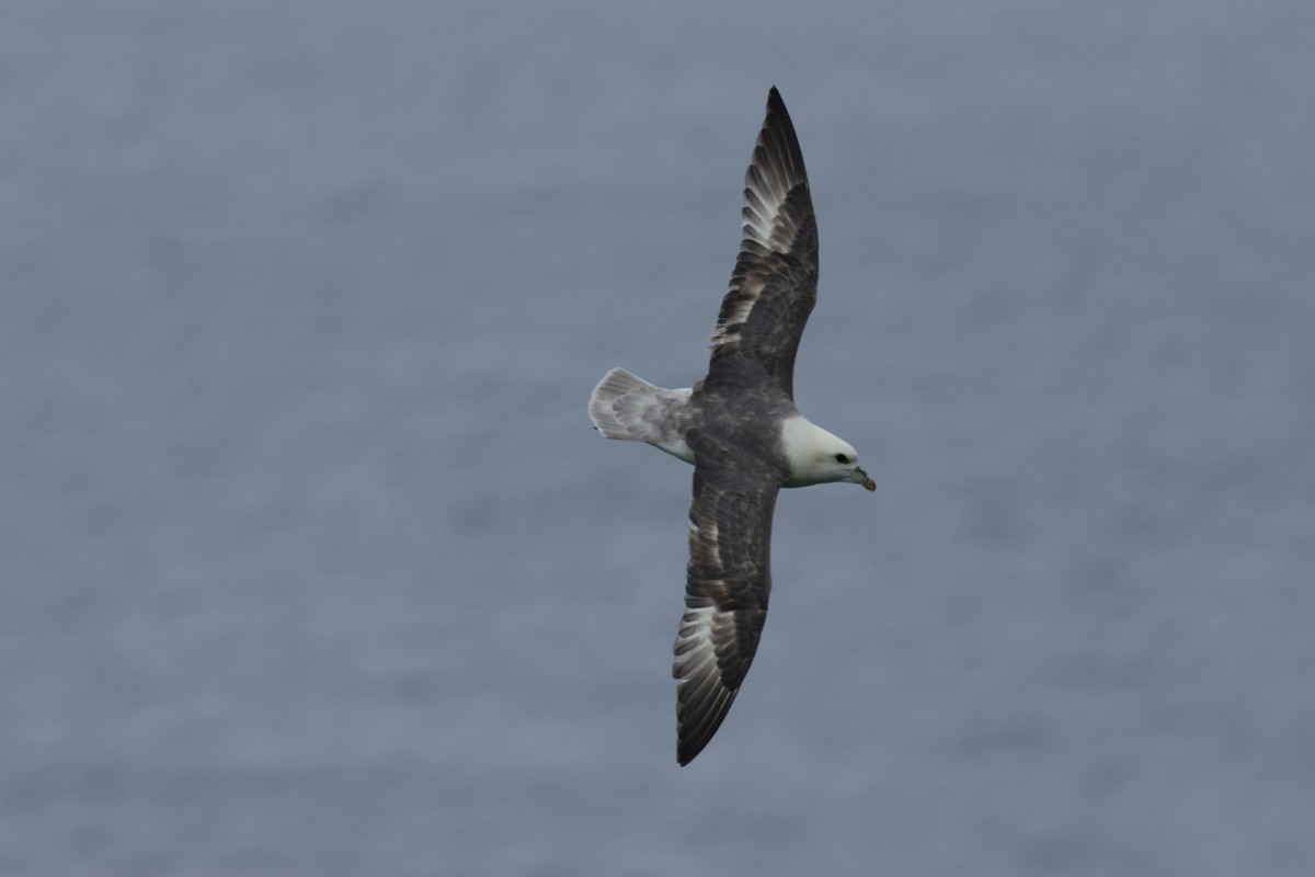 Fulmar boréal - ML639115359