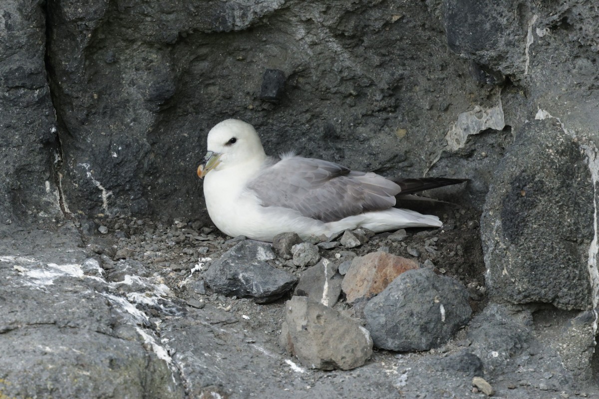 Fulmar boréal - ML639115360