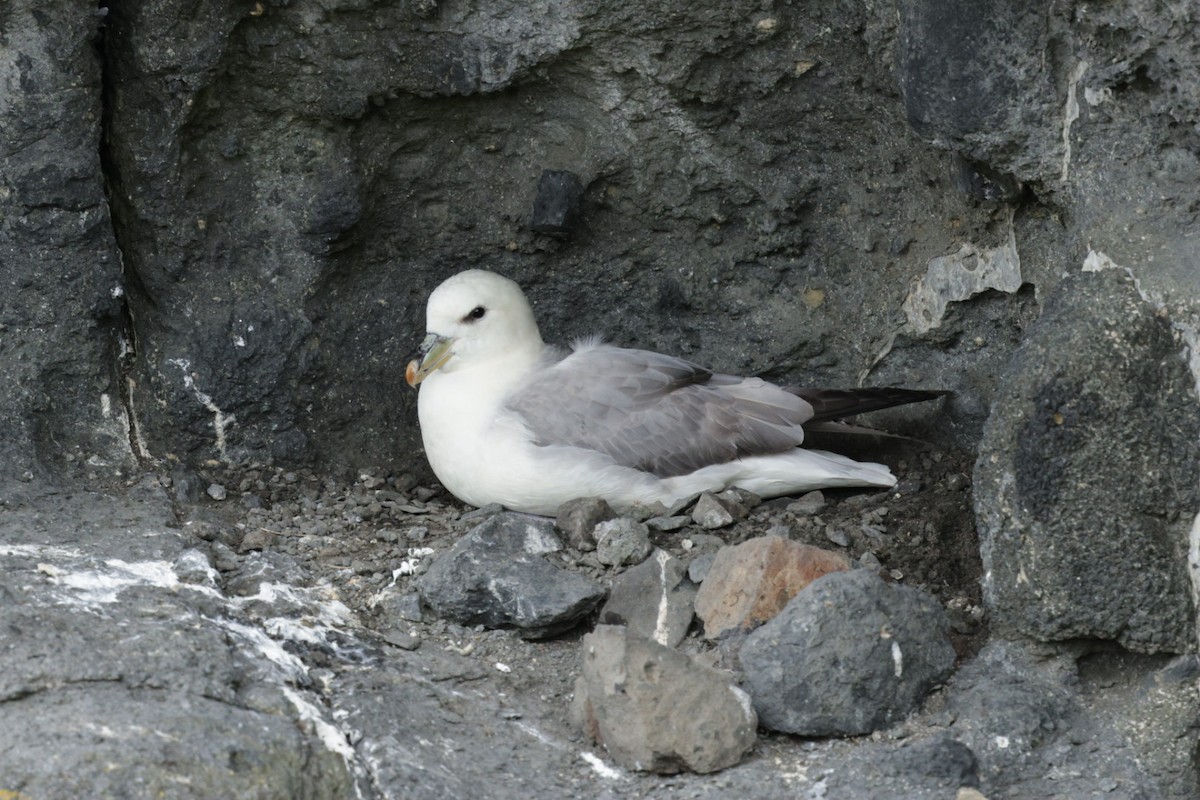 Fulmar boréal - ML639115361