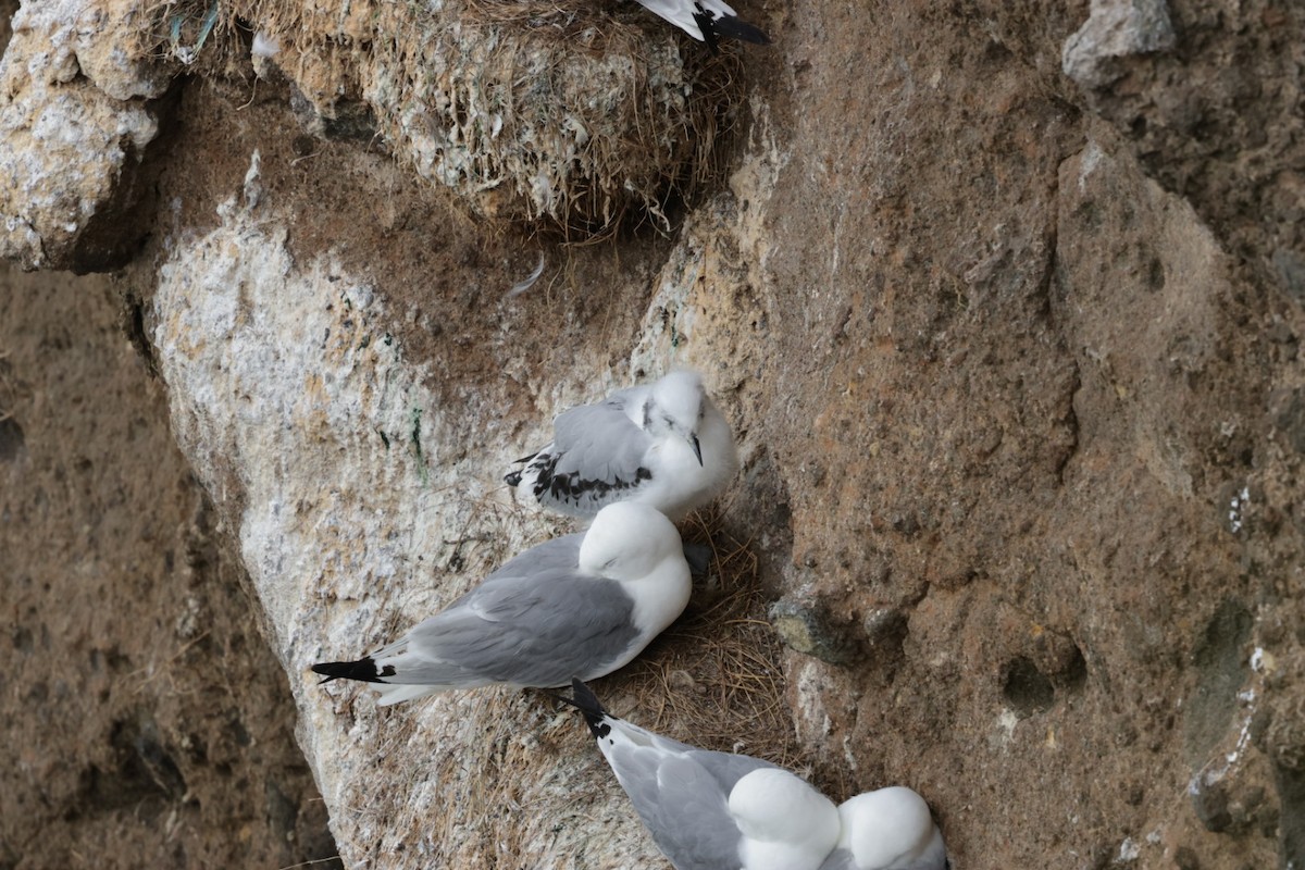 Mouette tridactyle - ML639115441