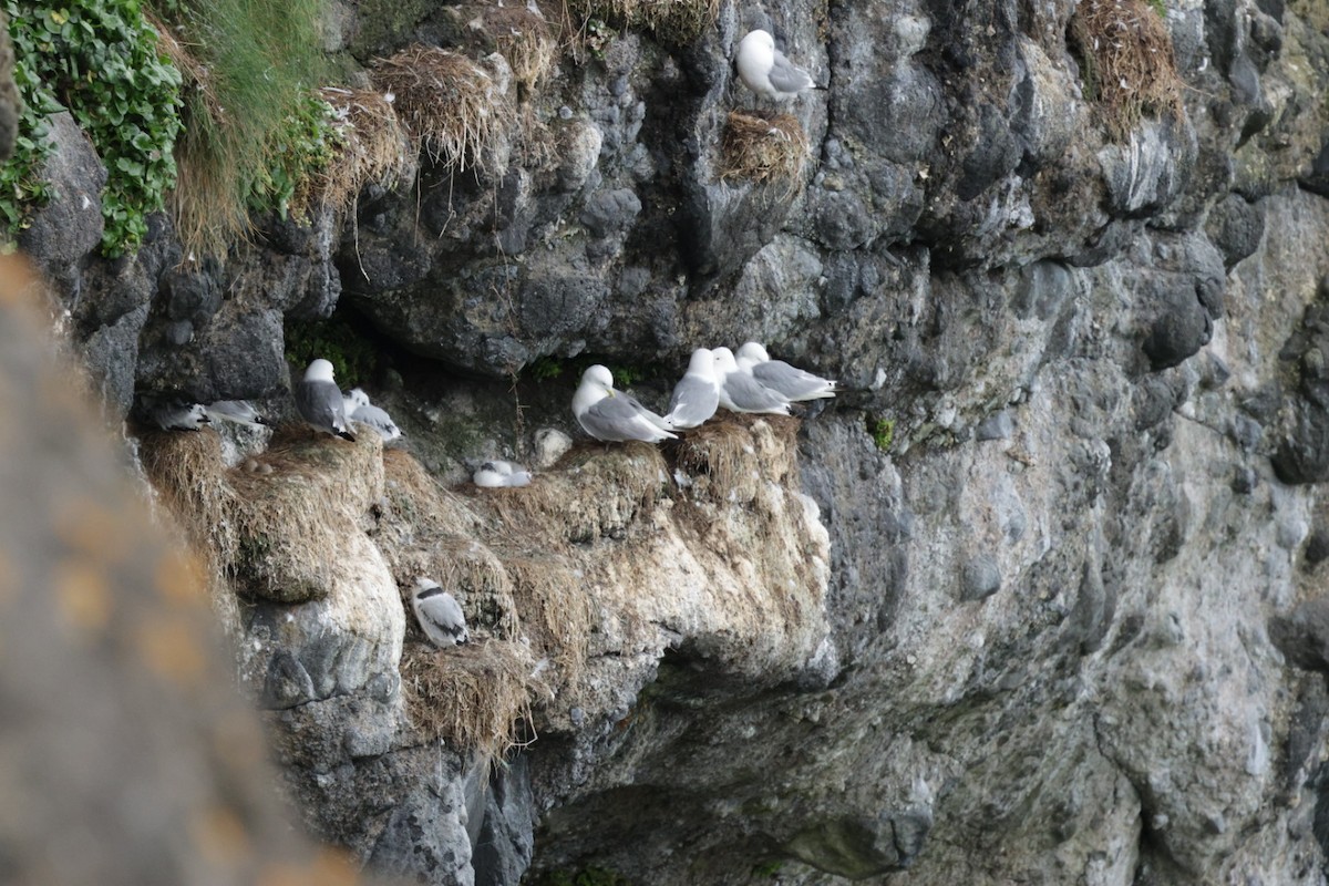 Mouette tridactyle - ML639115442