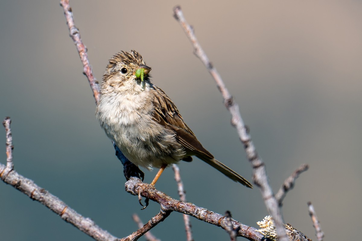 Brewer's Sparrow - ML639115450