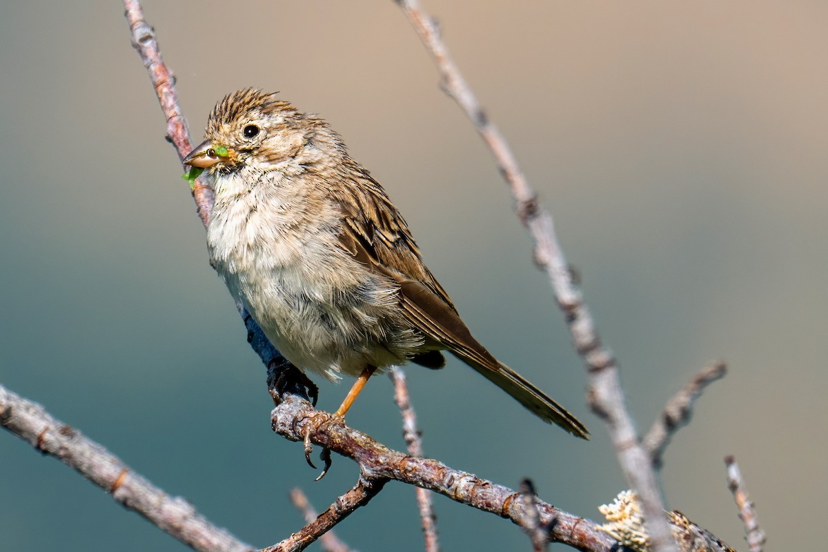 Brewer's Sparrow - ML639115451