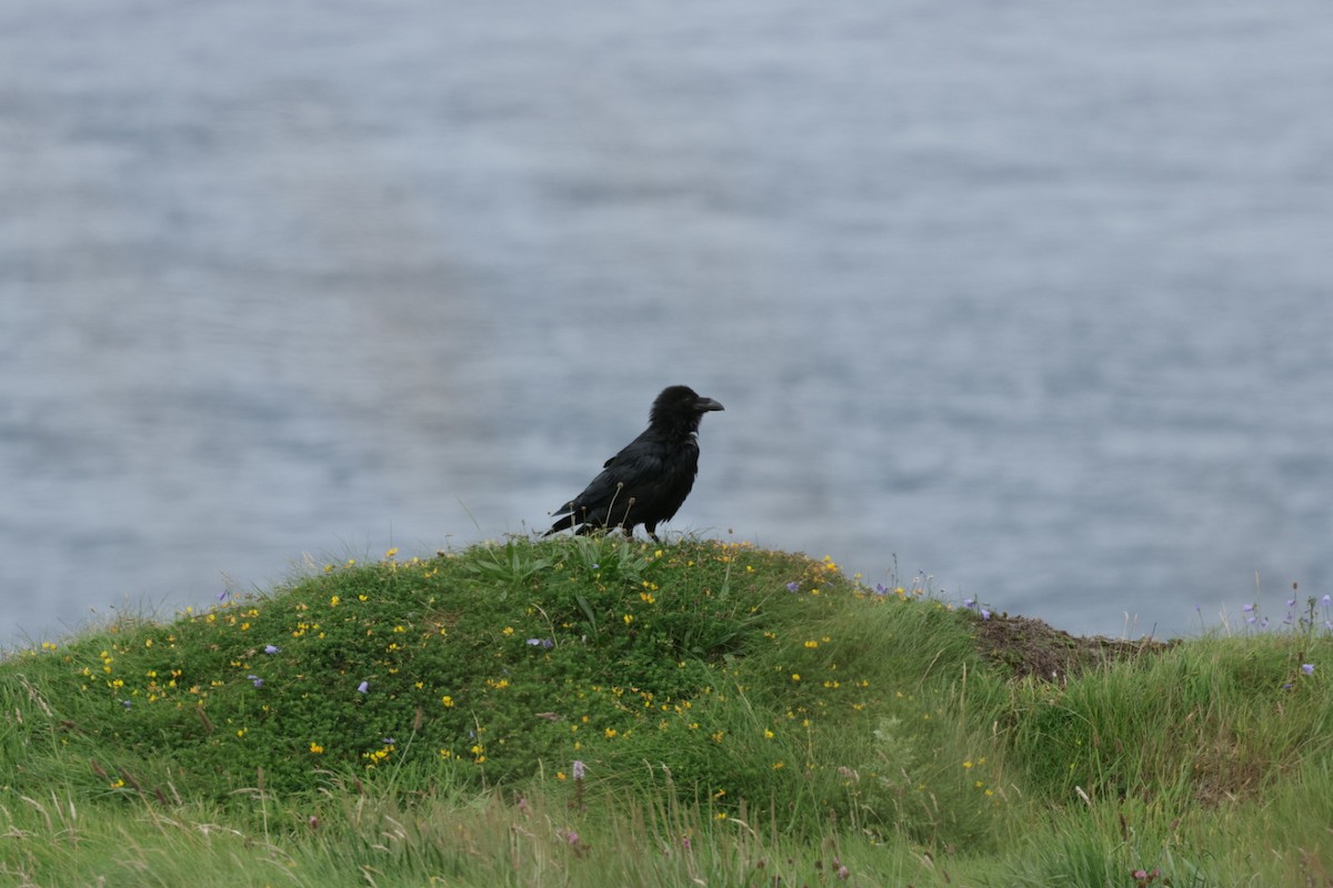 Grand Corbeau - ML639115456