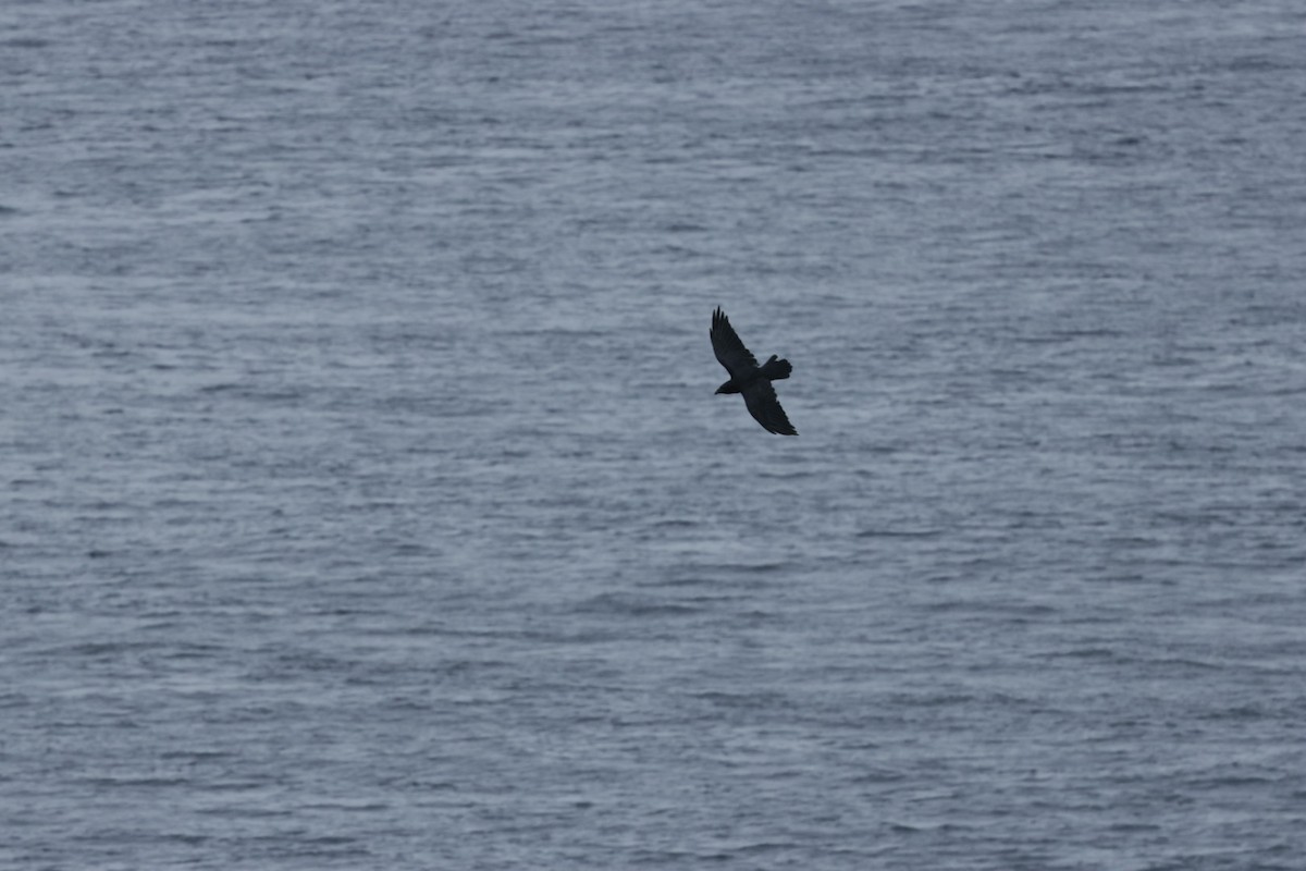 Grand Corbeau - ML639115457