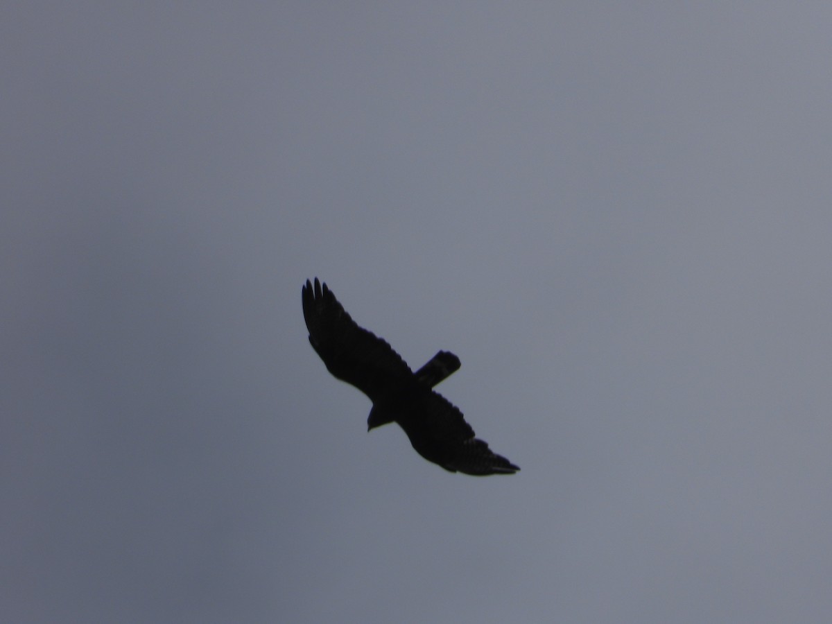 Zone-tailed Hawk - ML639115466