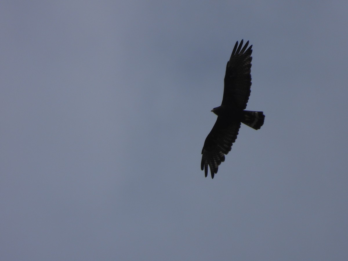 Zone-tailed Hawk - ML639115473