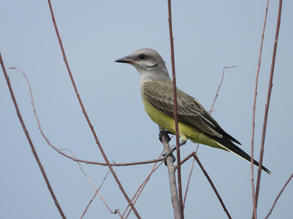Western Kingbird - ML639115494