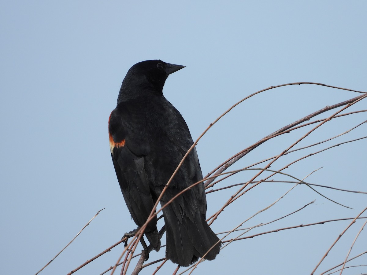 Red-winged Blackbird (Red-winged) - ML639115506