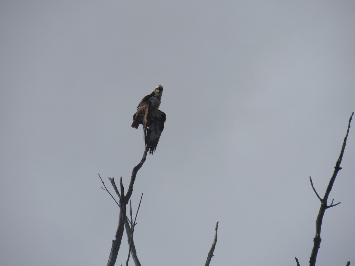 Osprey - ML639115539