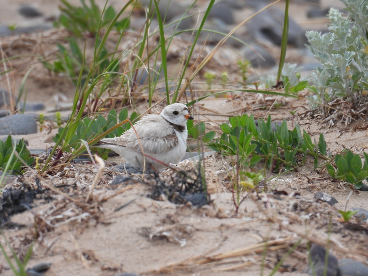 Piping Plover - ML639115571