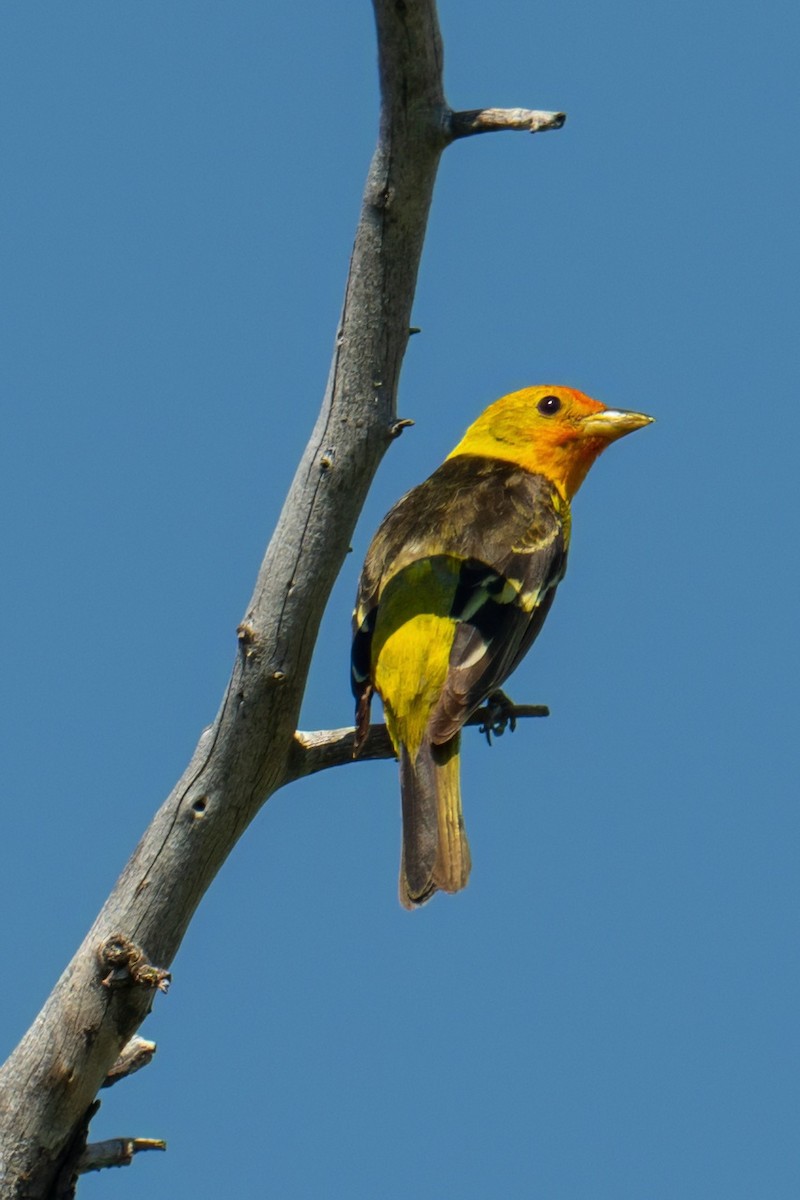 Western Tanager - ML639115607