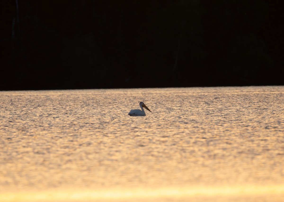 American White Pelican - ML639115617